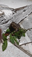 Rhinella dorbignyi
