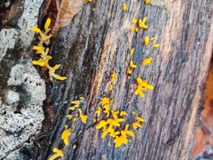 Calocera cornea