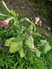 Nicotiana benthamiana