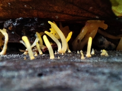 Calocera cornea