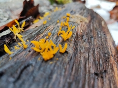 Calocera cornea