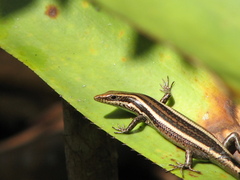 Psychosaura macrorhyncha