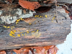 Calocera cornea