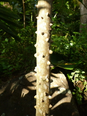 Zanthoxylum martinicense