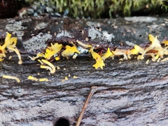 Calocera cornea