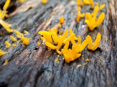 Calocera cornea