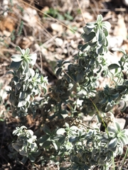 Mercurialis tomentosa