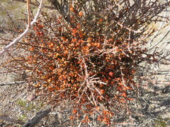 Phoradendron californicum