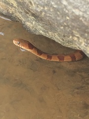 Nerodia sipedon pleuralis