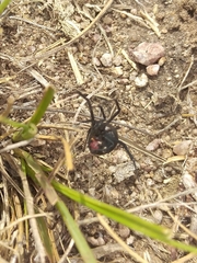 Latrodectus mirabilis