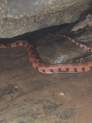 Nerodia sipedon pleuralis