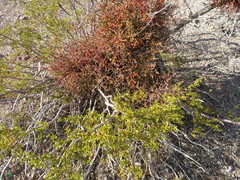 Phoradendron californicum