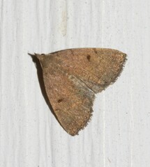 Zanclognatha protumnusalis