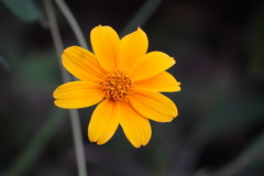 Cosmos sulphureus