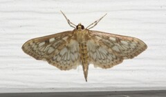 Herpetogramma thestealis