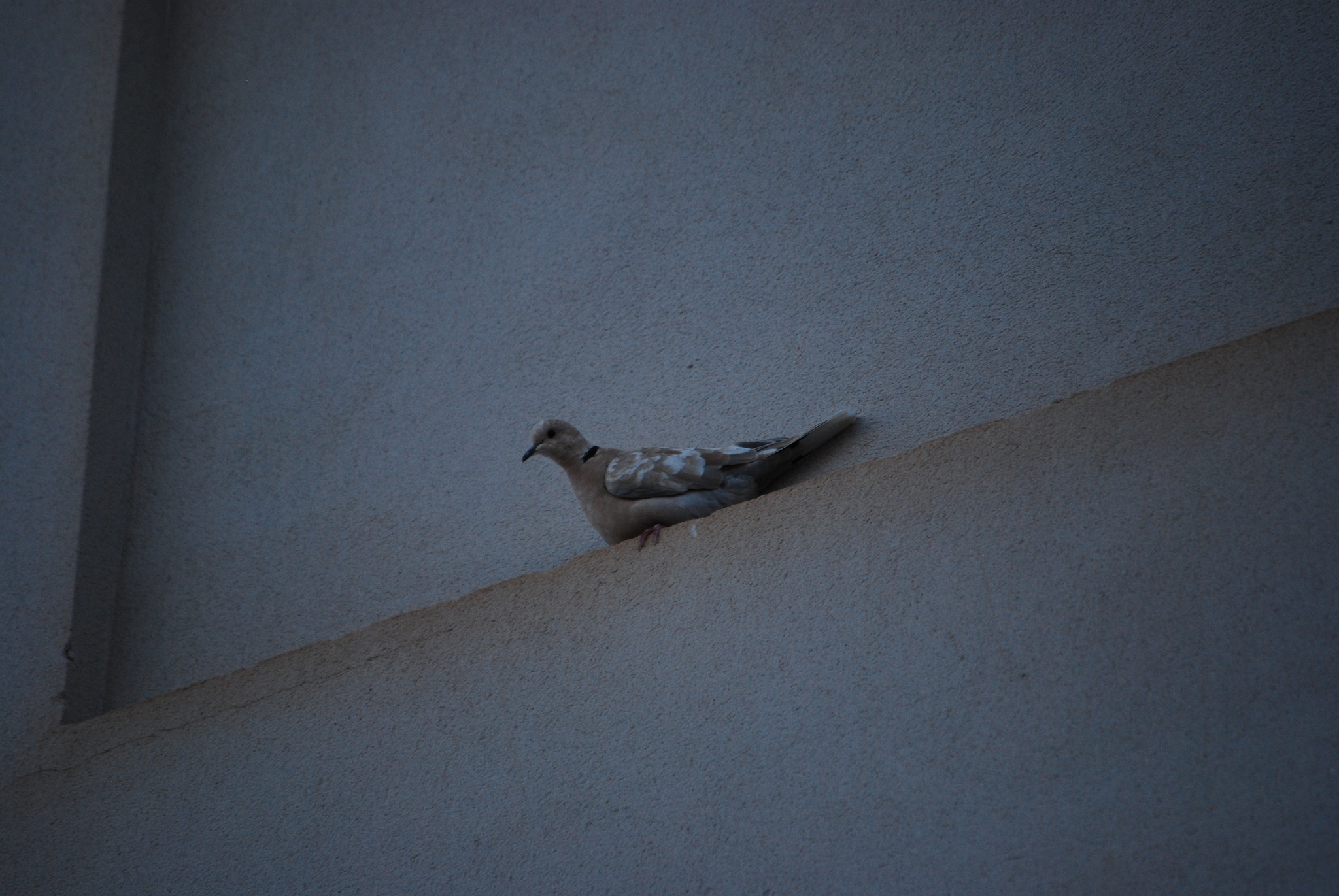 African Collared Dove