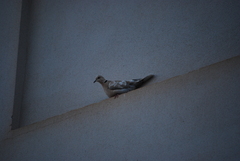Streptopelia roseogrisea