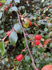 Cotoneaster franchetii