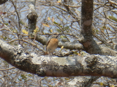 Monticola angolensis