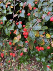 Cotoneaster franchetii