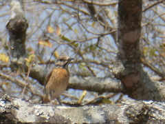 Monticola angolensis