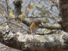 Monticola angolensis
