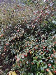 Cotoneaster franchetii