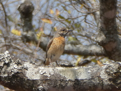 Monticola angolensis