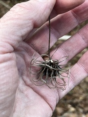 Clematis ouachitensis