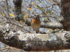 Monticola angolensis
