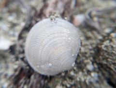 Divalinga quadrisulcata