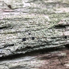 Megalospora porphyritis image