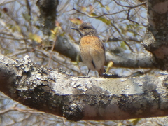 Monticola angolensis