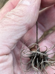 Clematis ouachitensis