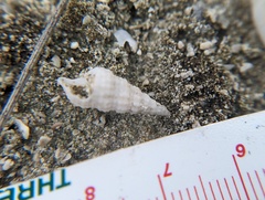 Cerithium atratum