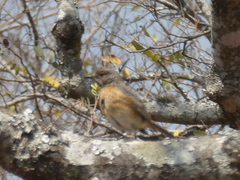 Monticola angolensis