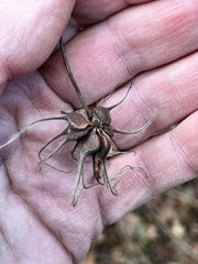 Clematis ouachitensis