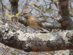 Monticola angolensis