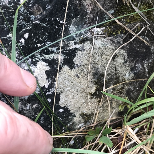 Lecanora alpigena image