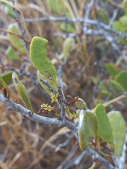 Maytenus phyllanthoides
