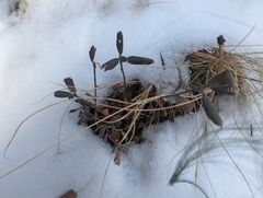 Shepherdia canadensis