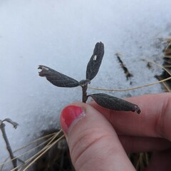 Shepherdia canadensis