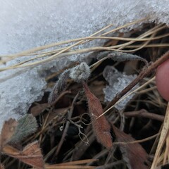 Shepherdia canadensis