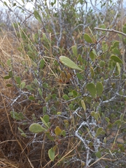 Maytenus phyllanthoides