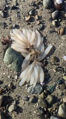 Doryteuthis opalescens