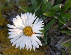 Celmisia spectabilis spectabilis