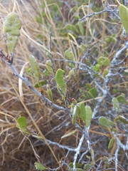 Maytenus phyllanthoides