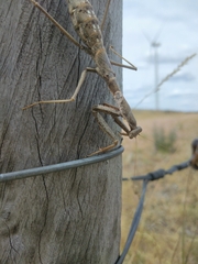 Coptopteryx gayi