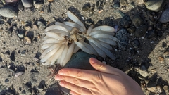 Doryteuthis opalescens