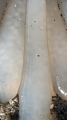 Doryteuthis opalescens